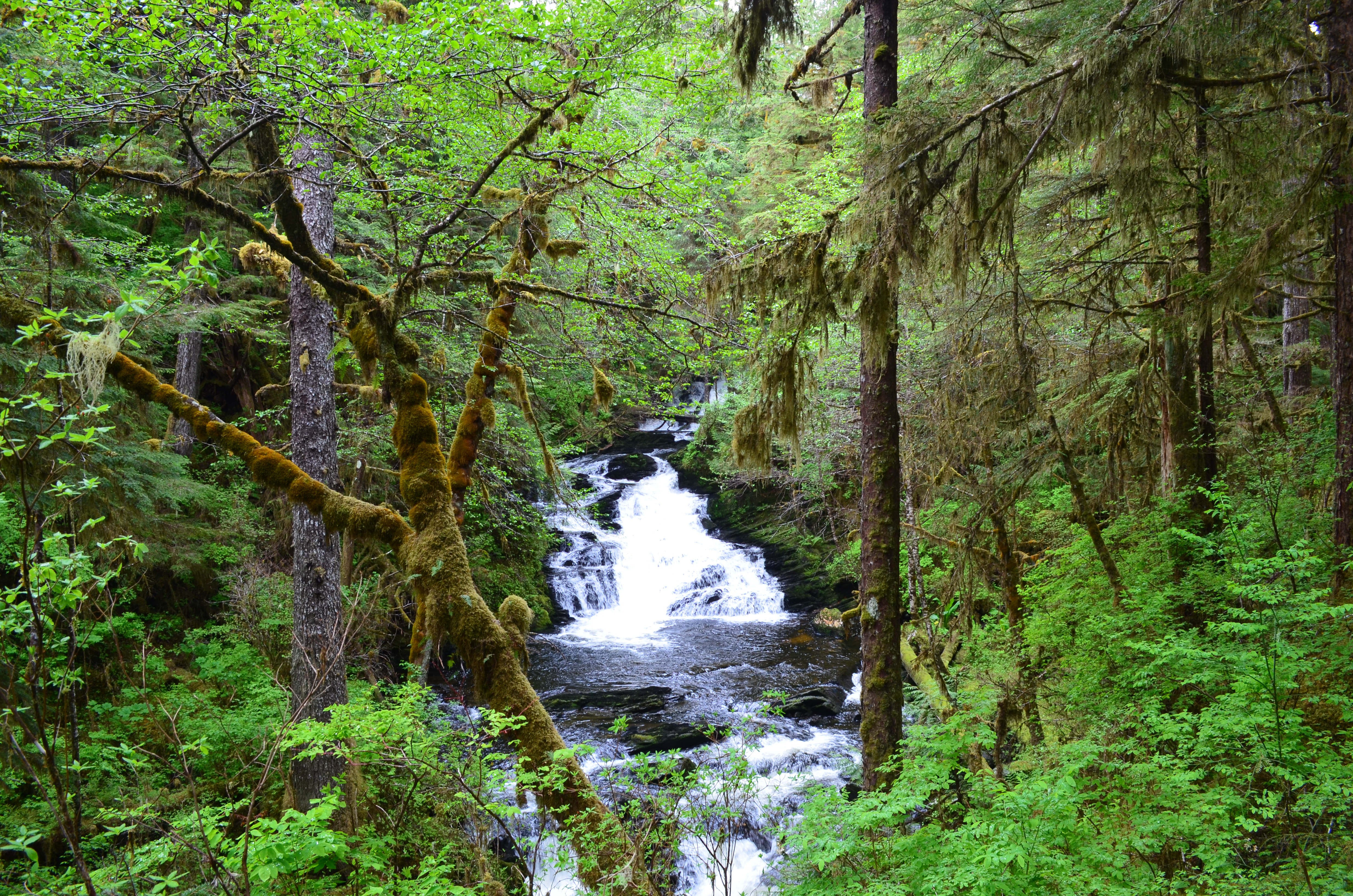 ./2017/08 - Alaska Cruise/11 - Ketchikan/DSC_0485.JPG